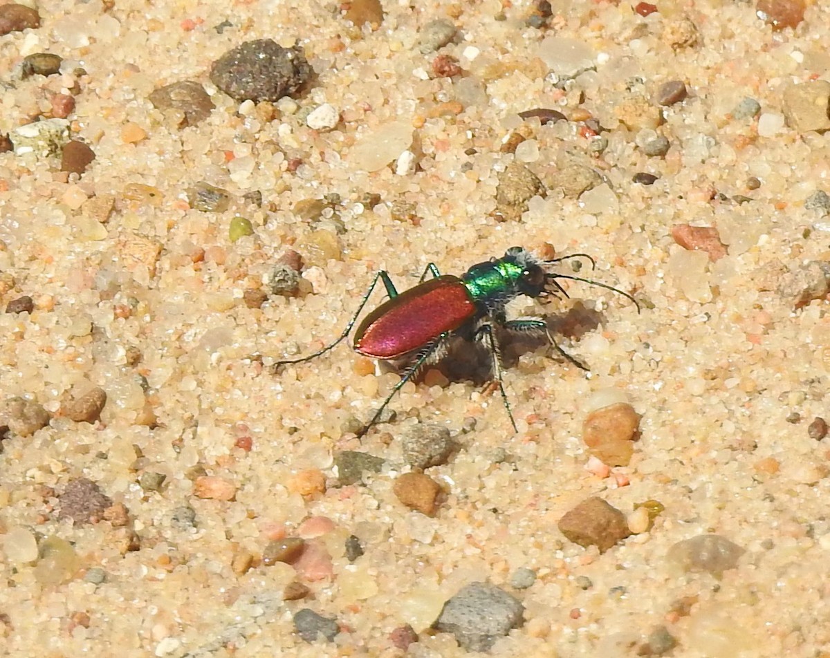 Festive Tiger Beetle - ML642281331