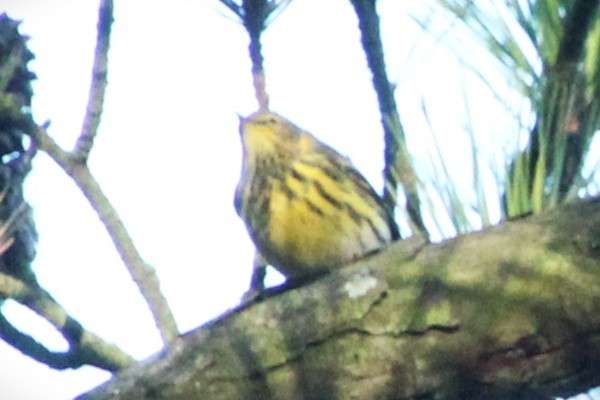 Cape May Warbler - ML642281339