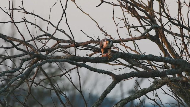 Aplomado Falcon - ML642281349