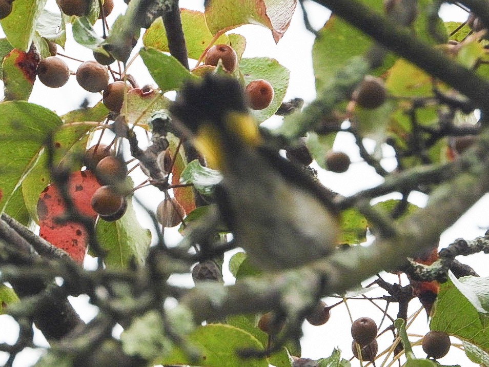rødstjertparula - ML642281353