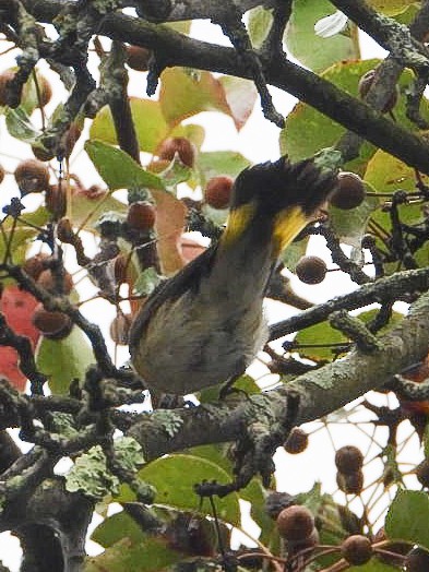 rødstjertparula - ML642281354