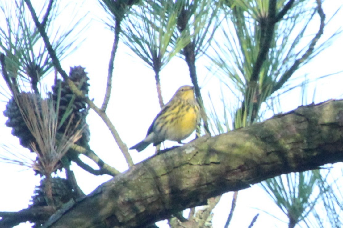 Cape May Warbler - ML642281362