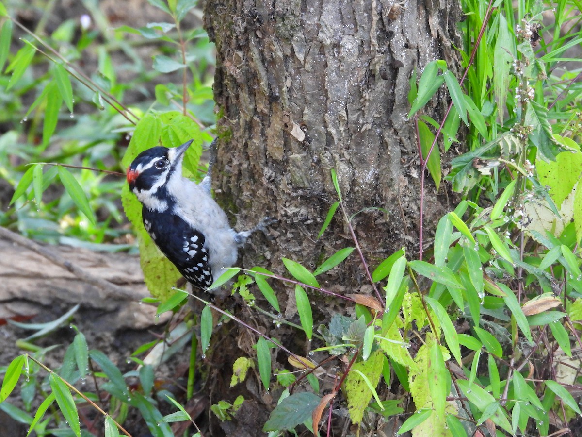 Downy Woodpecker - ML642281393