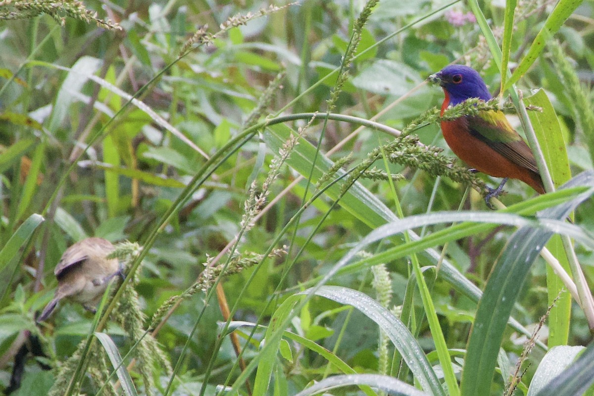 Painted Bunting - ML642281407