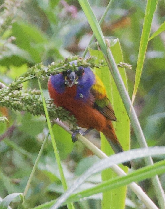 Painted Bunting - ML642281408