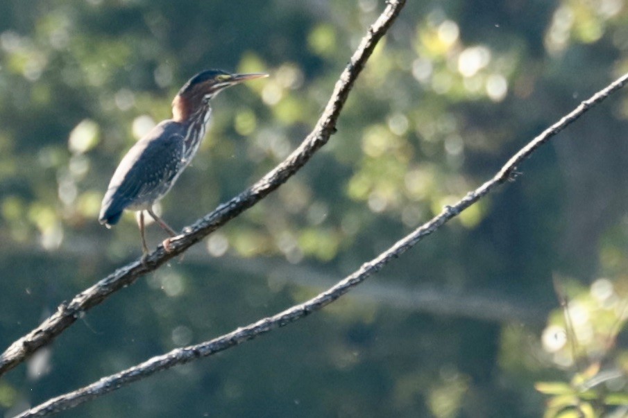 Green Heron - ML642281450