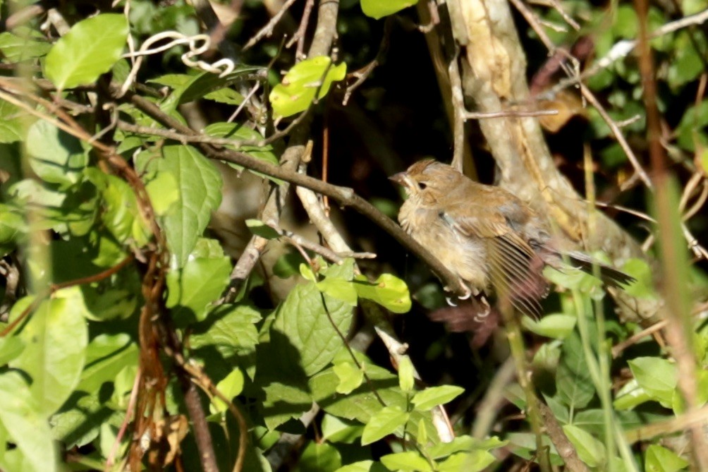 Indigo Bunting - ML642281460