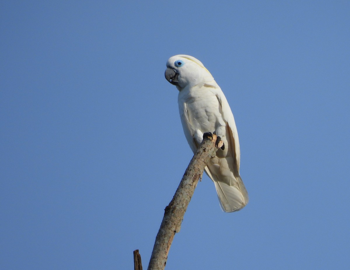 Blue-eyed Cockatoo - ML642281468