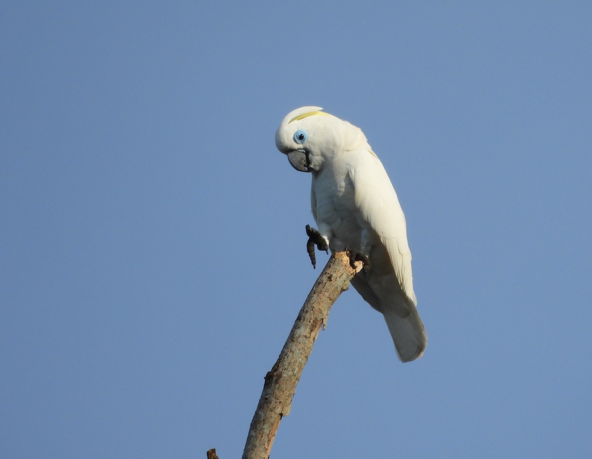 Blue-eyed Cockatoo - ML642281473
