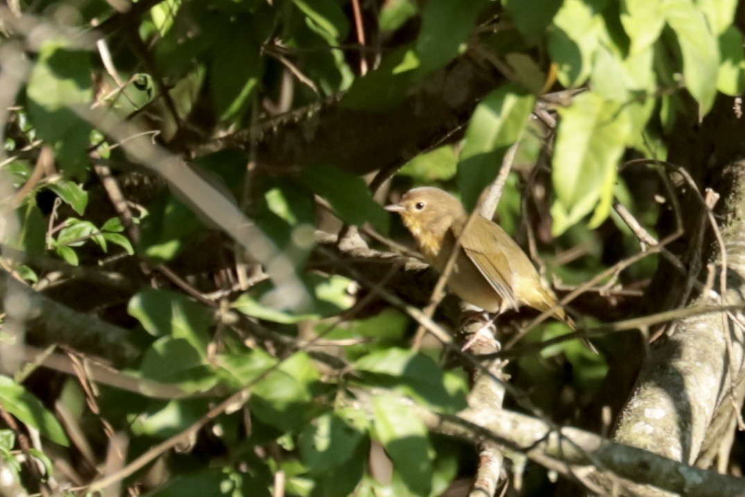 Common Yellowthroat - ML642281484