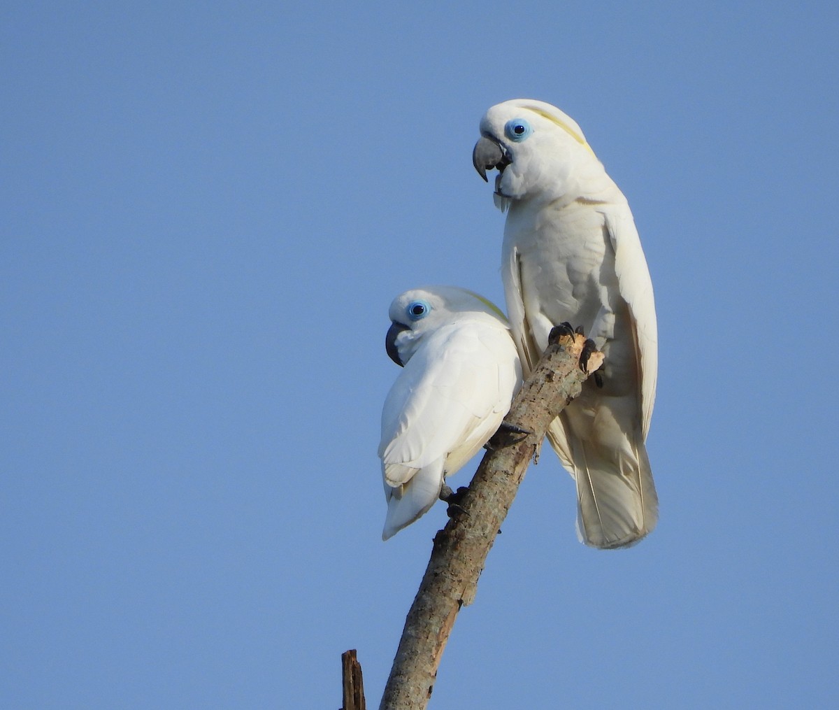 Blue-eyed Cockatoo - ML642281486