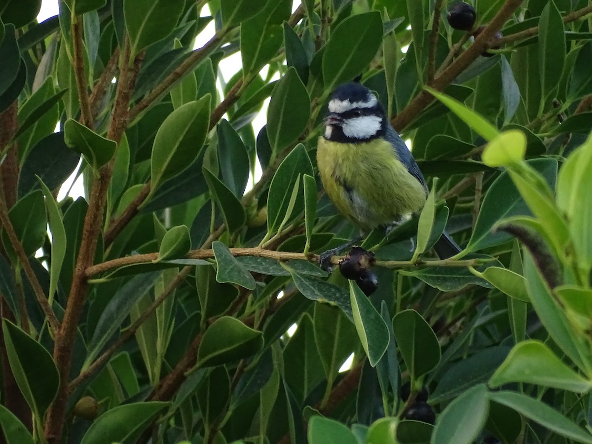 African Blue Tit - ML642281491