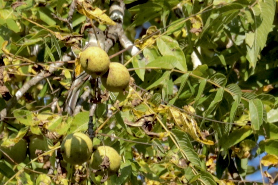 Eastern Phoebe - ML642281494