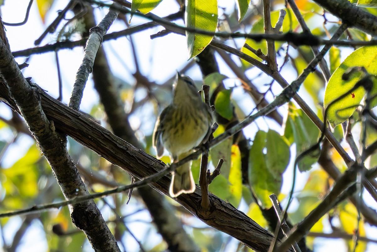 Cape May Warbler - ML642281523