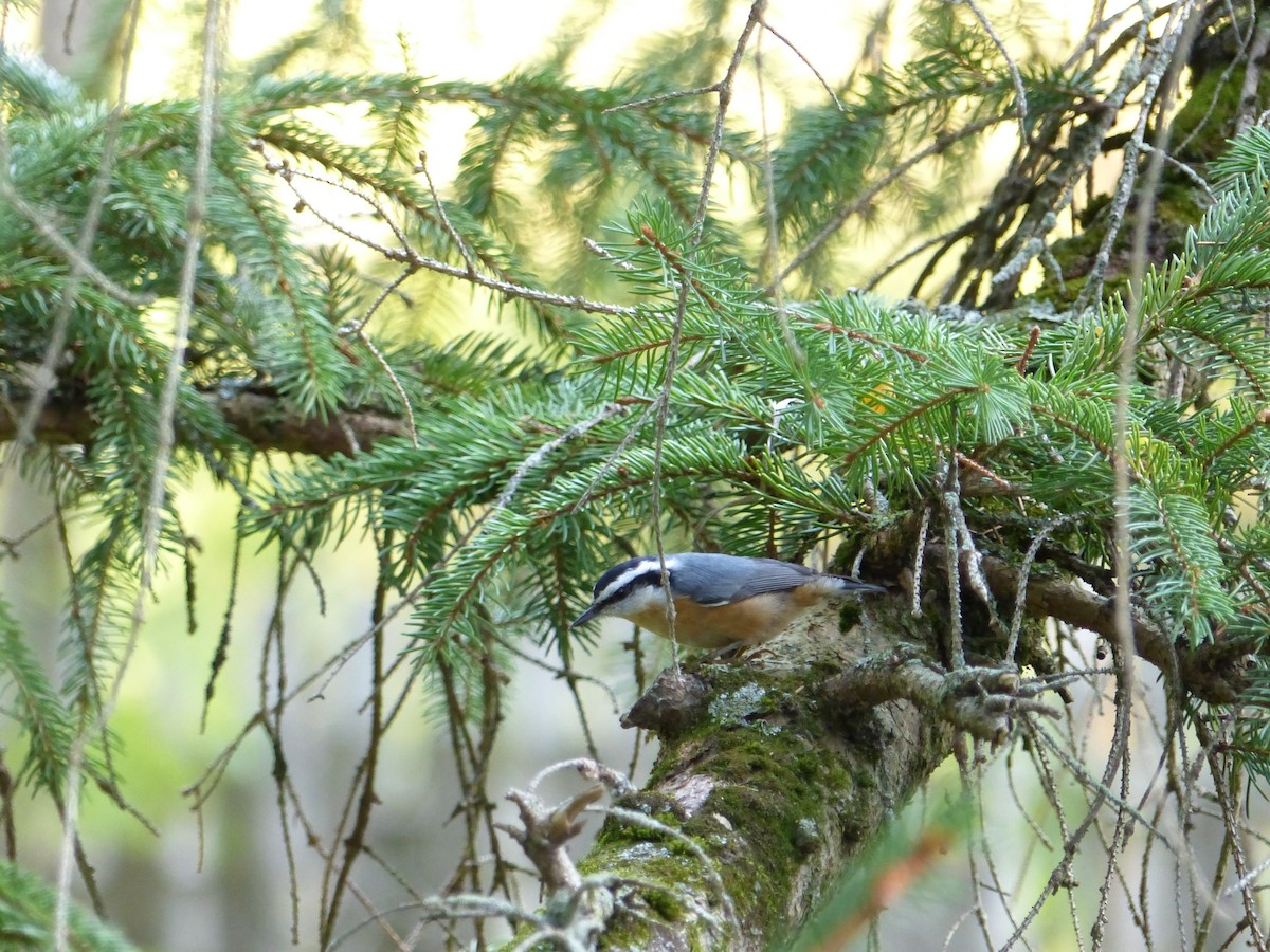 Red-breasted Nuthatch - ML642281524