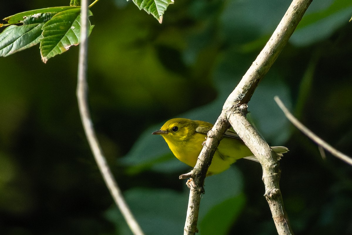 Hooded Warbler - ML642281529