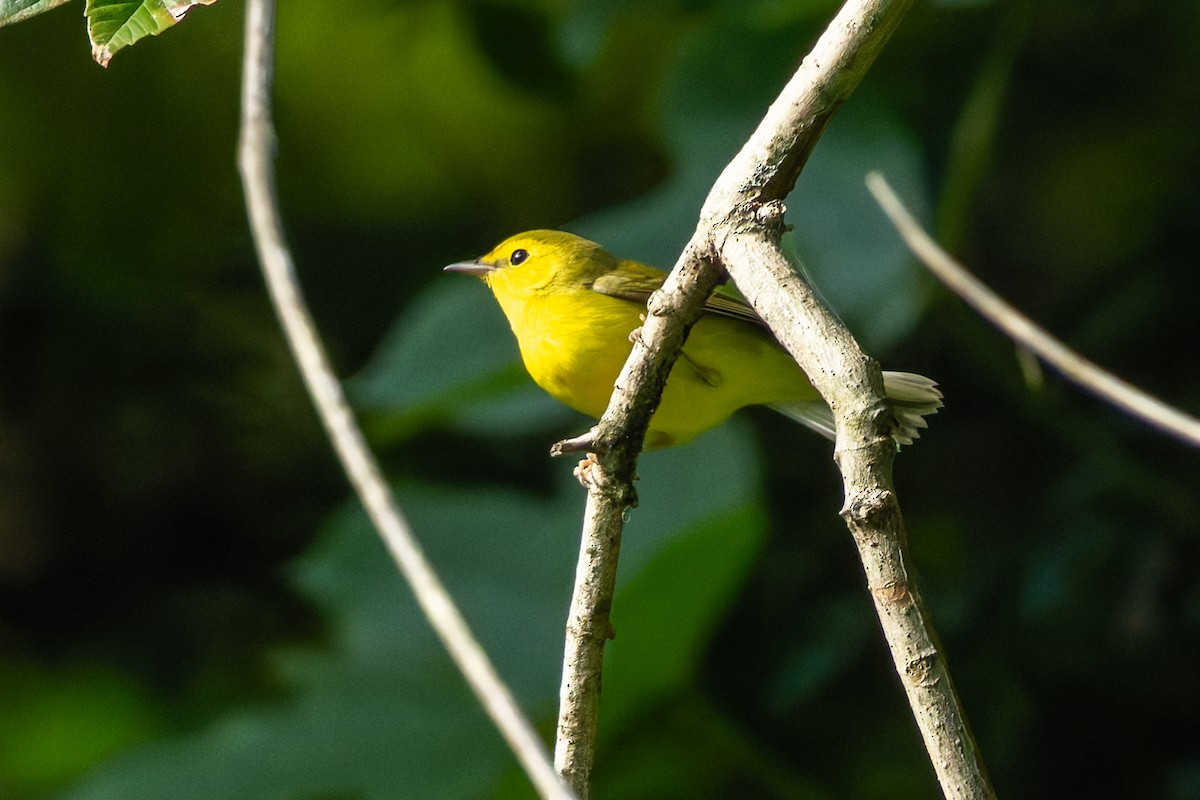 Hooded Warbler - ML642281530