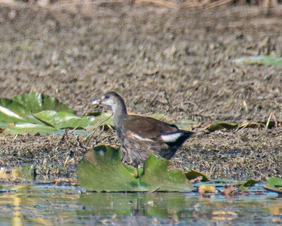 Common Gallinule - ML642281535