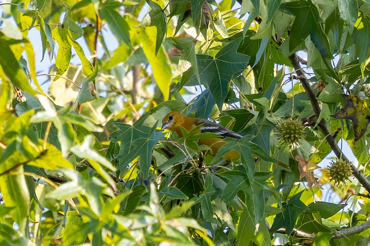 Baltimore Oriole - ML642281537