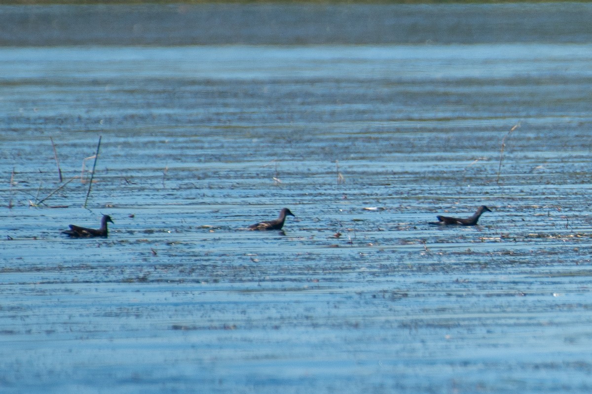 Common Gallinule - ML642281549