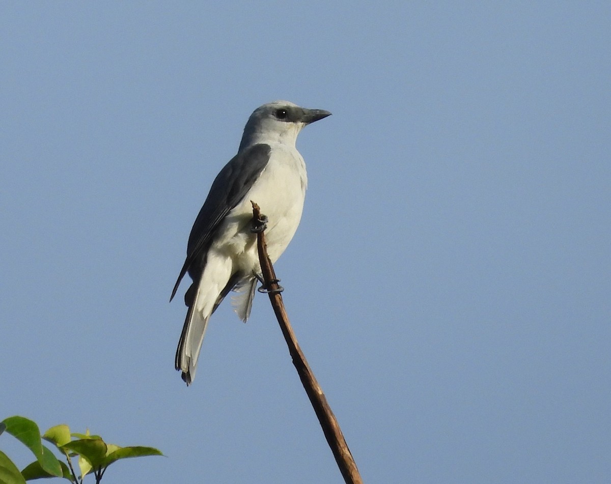 White-bellied Cuckooshrike - ML642281552