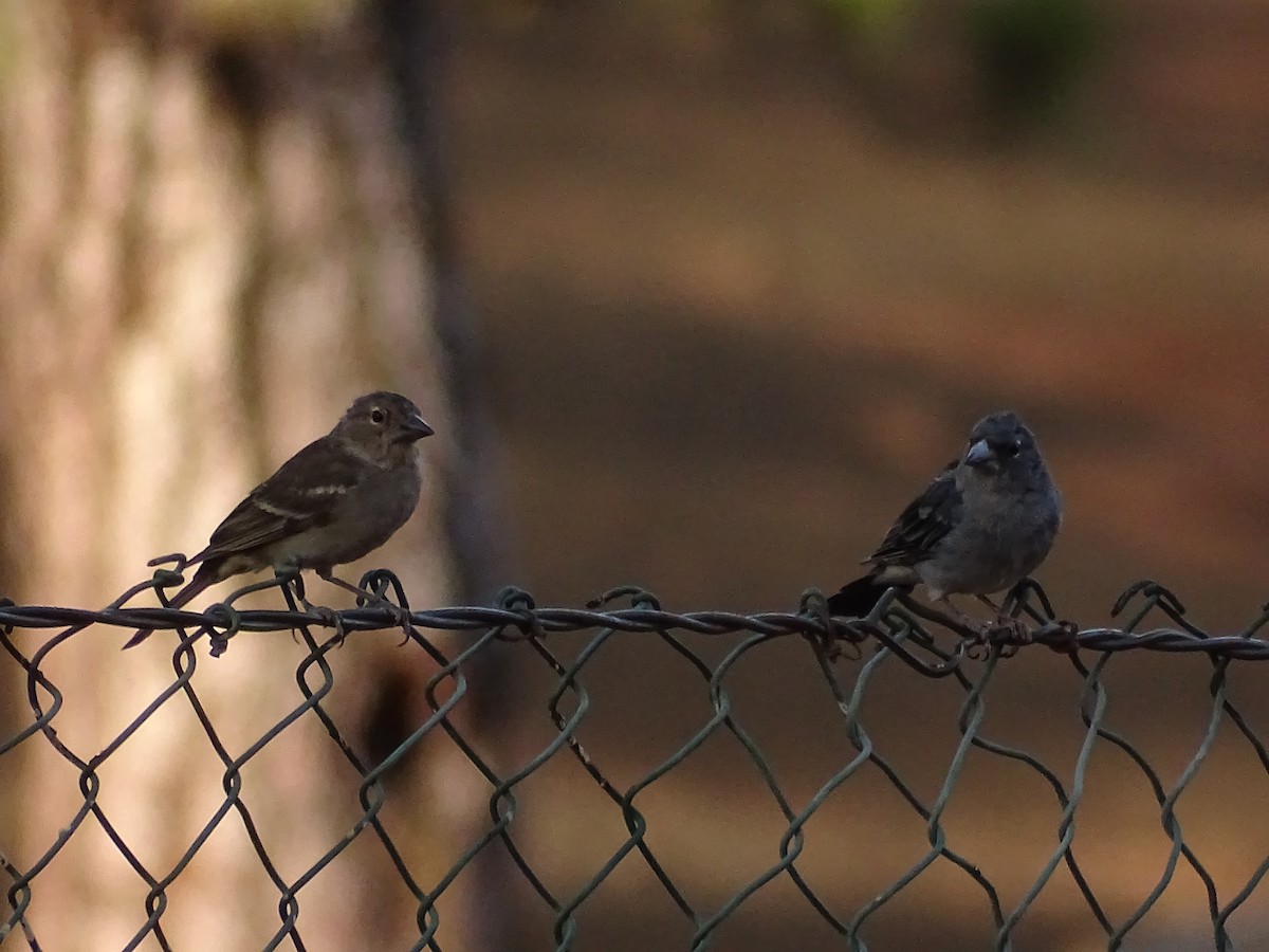 Tenerife Blue Chaffinch - ML642281561