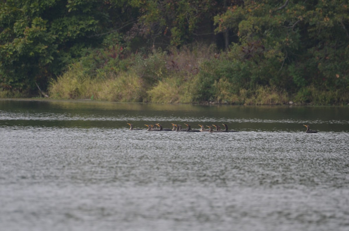 Double-crested Cormorant - ML642281562