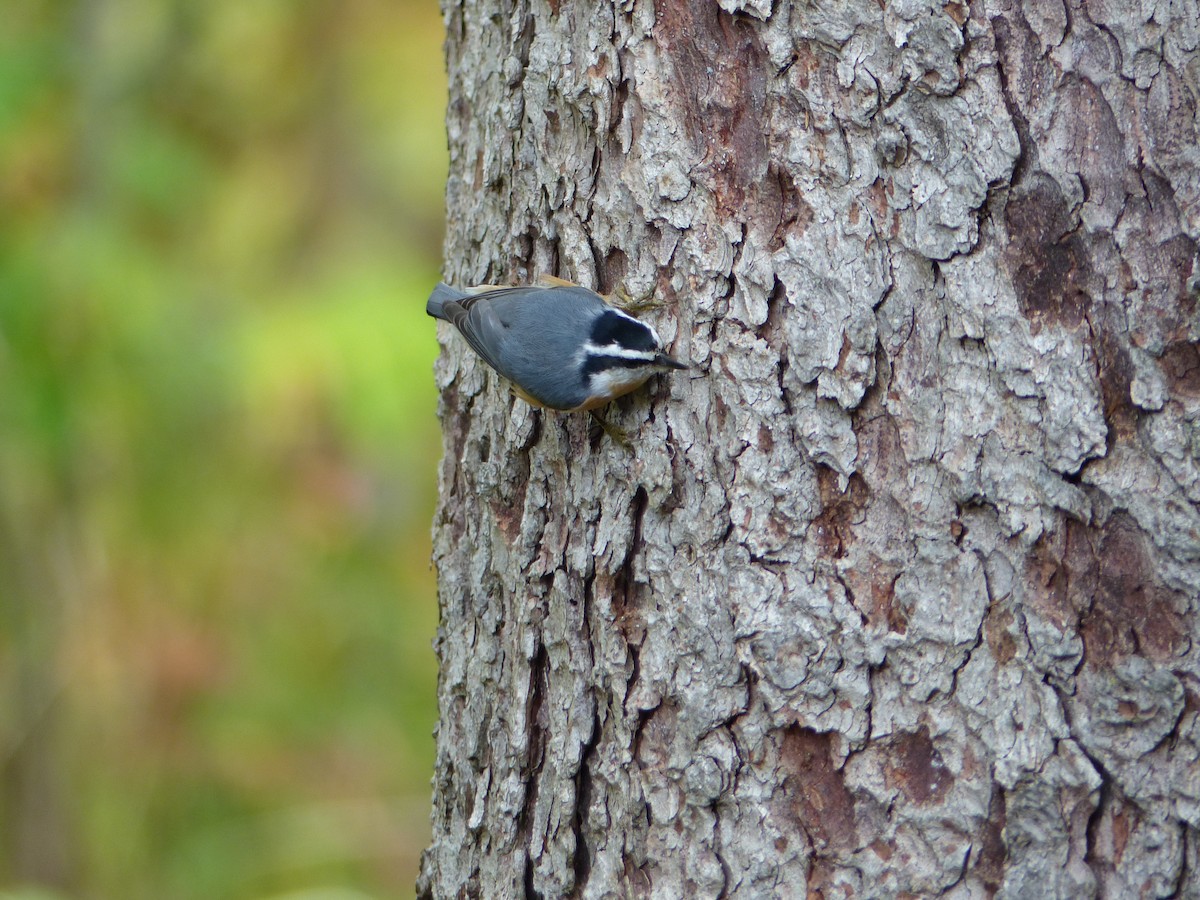 Red-breasted Nuthatch - ML642281564