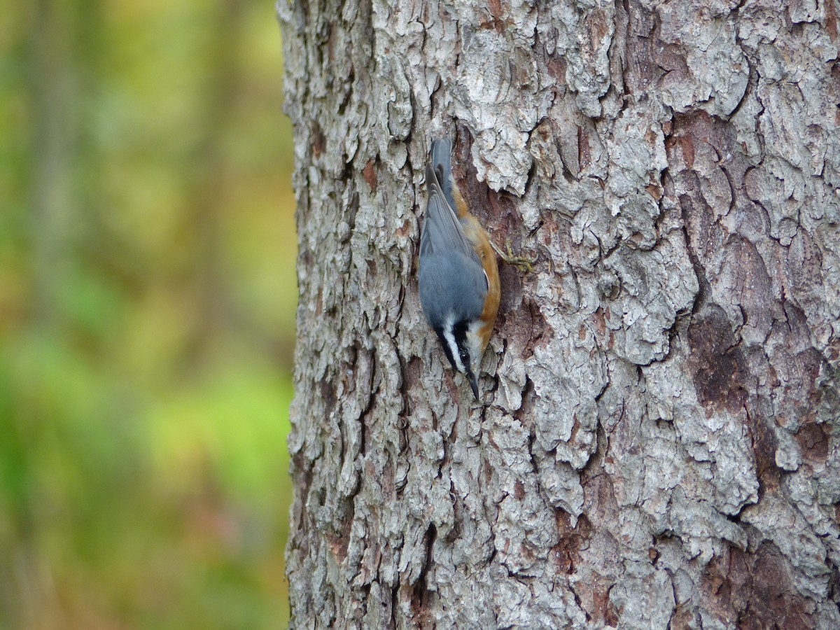 Red-breasted Nuthatch - ML642281565