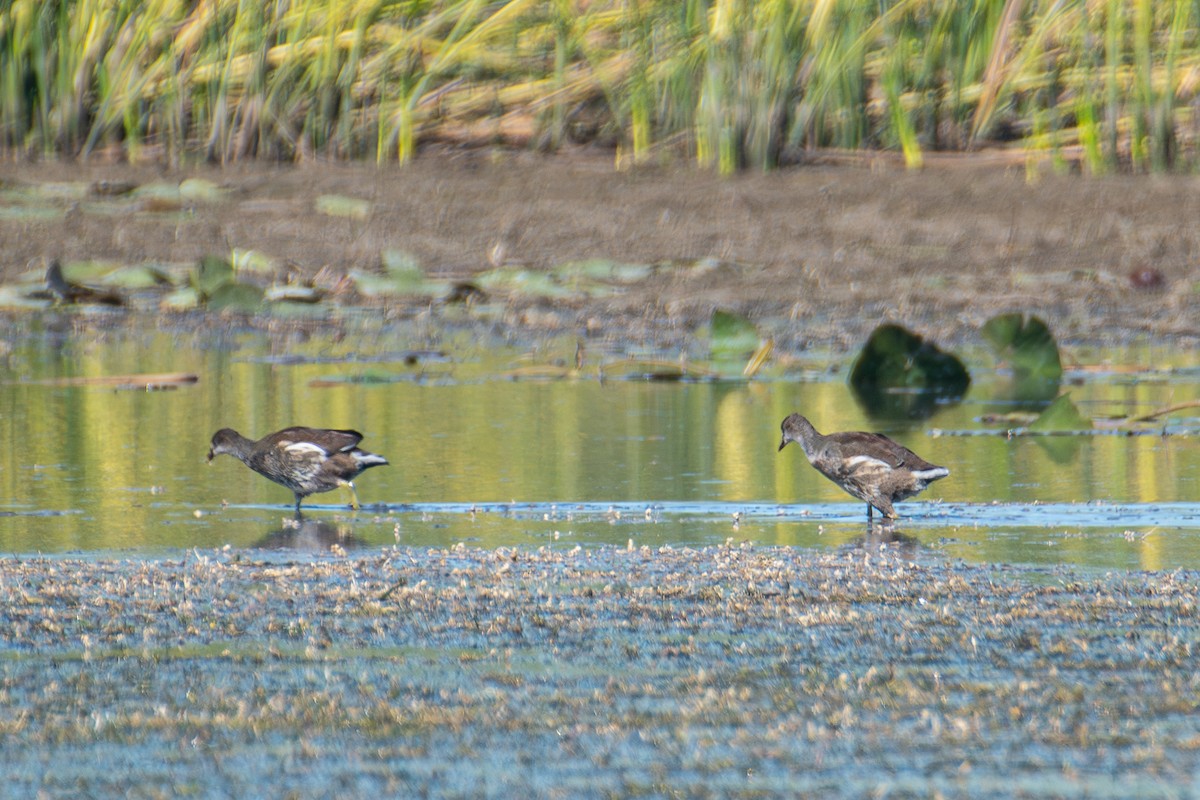 Common Gallinule - ML642281567
