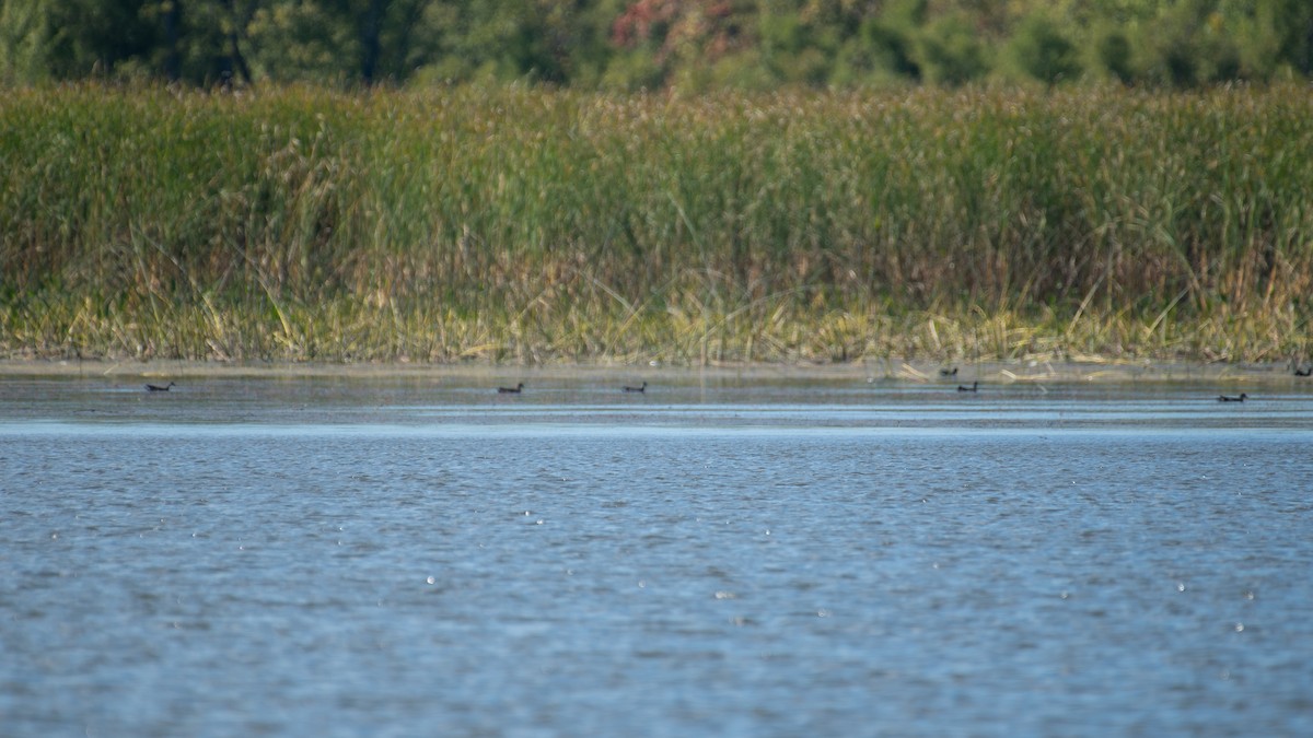 Common Gallinule - ML642281568