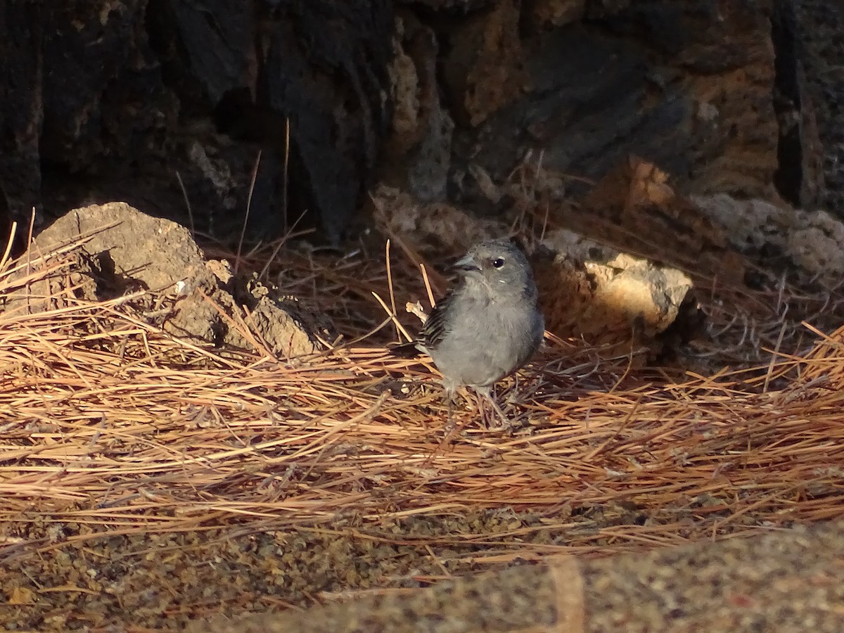 Tenerife Blue Chaffinch - ML642281578