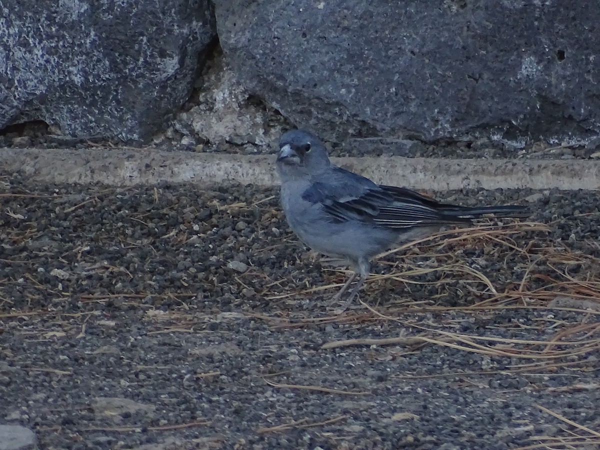 Tenerife Blue Chaffinch - ML642281582