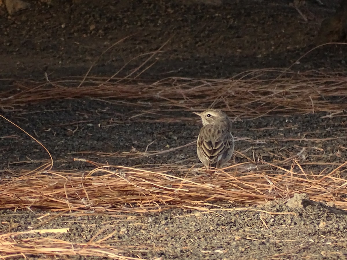 Berthelot's Pipit - ML642281583