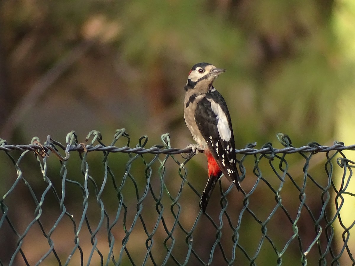 Great Spotted Woodpecker - ML642281590