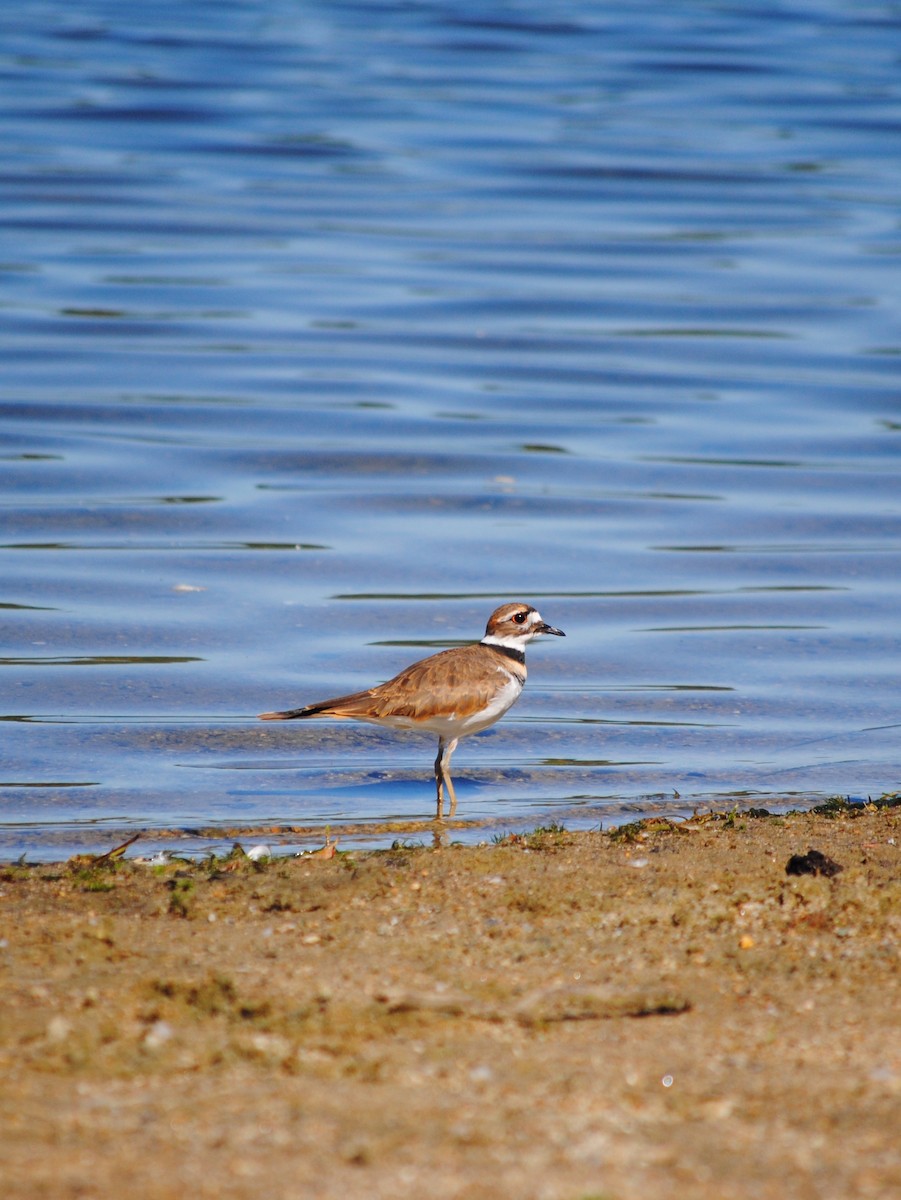 Killdeer - ML642281608