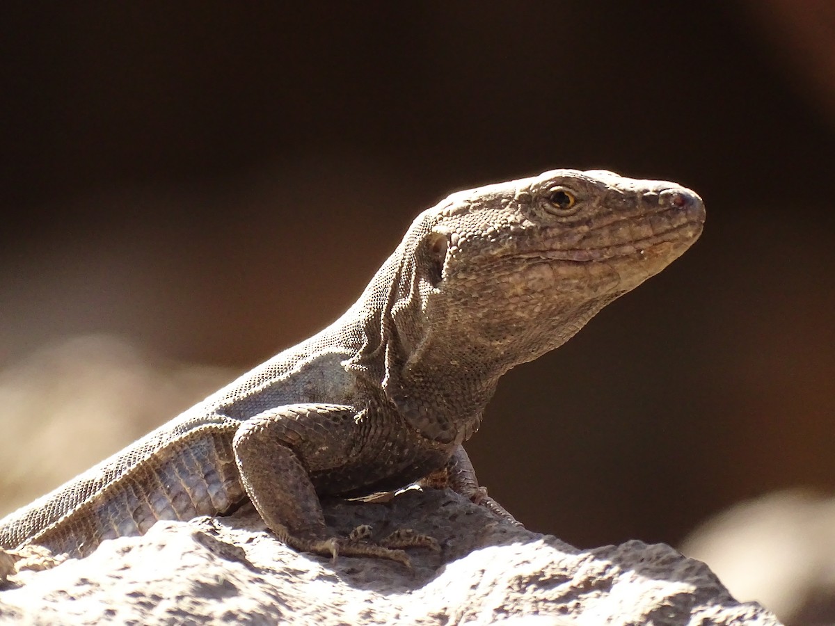 動物界 - ML642281611