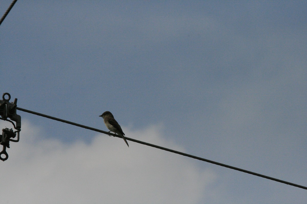 Olive-sided Flycatcher - ML642281619
