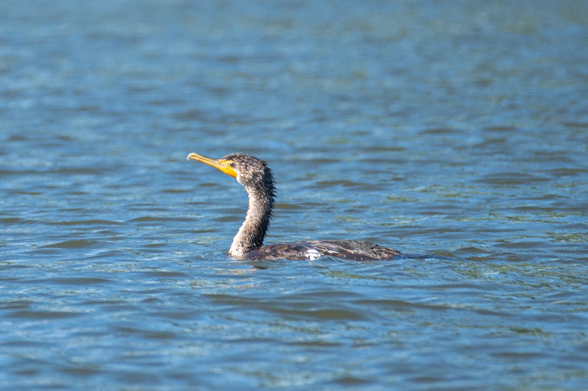 Double-crested Cormorant - ML642281635