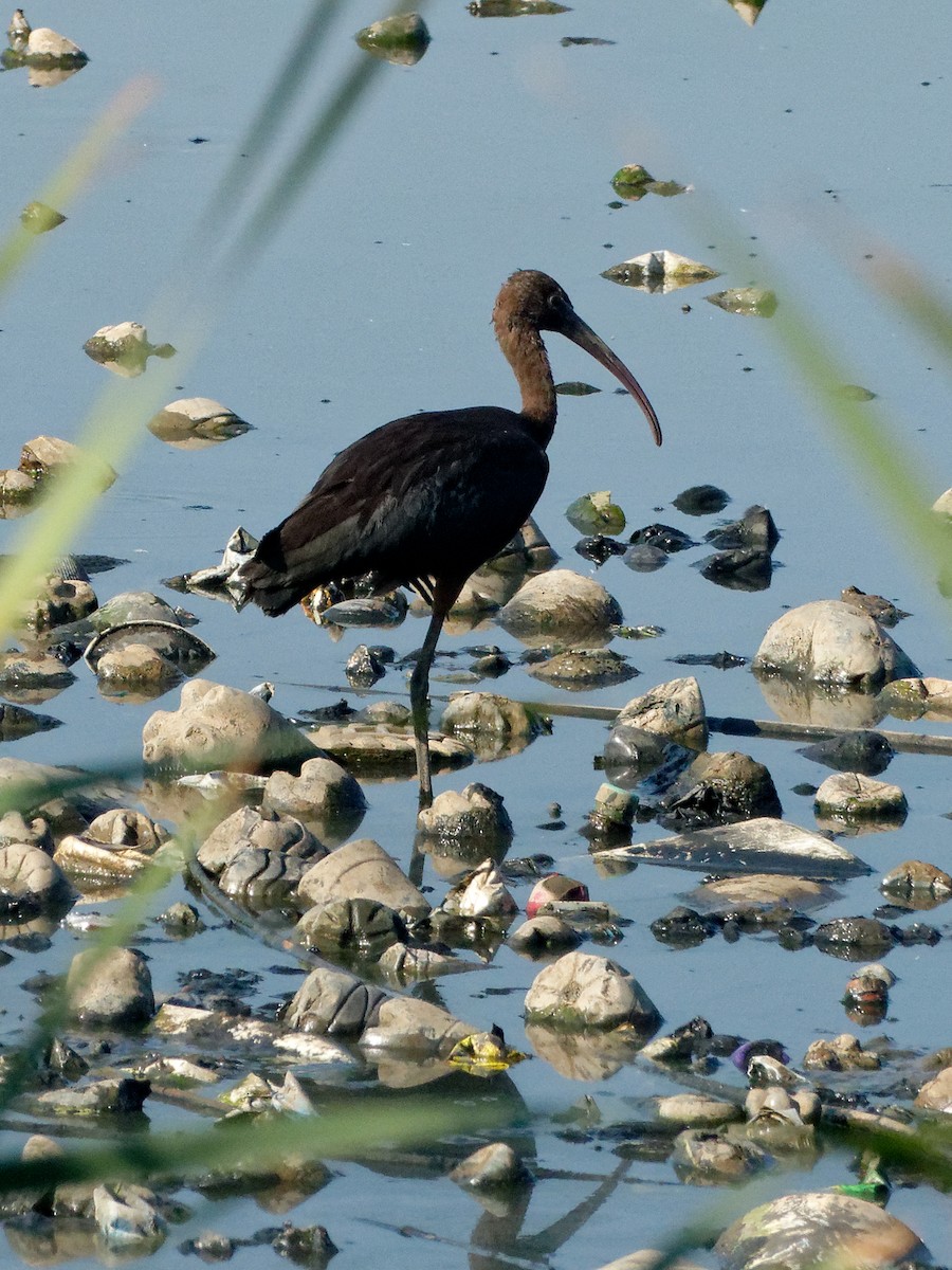 Glossy Ibis - ML642281643