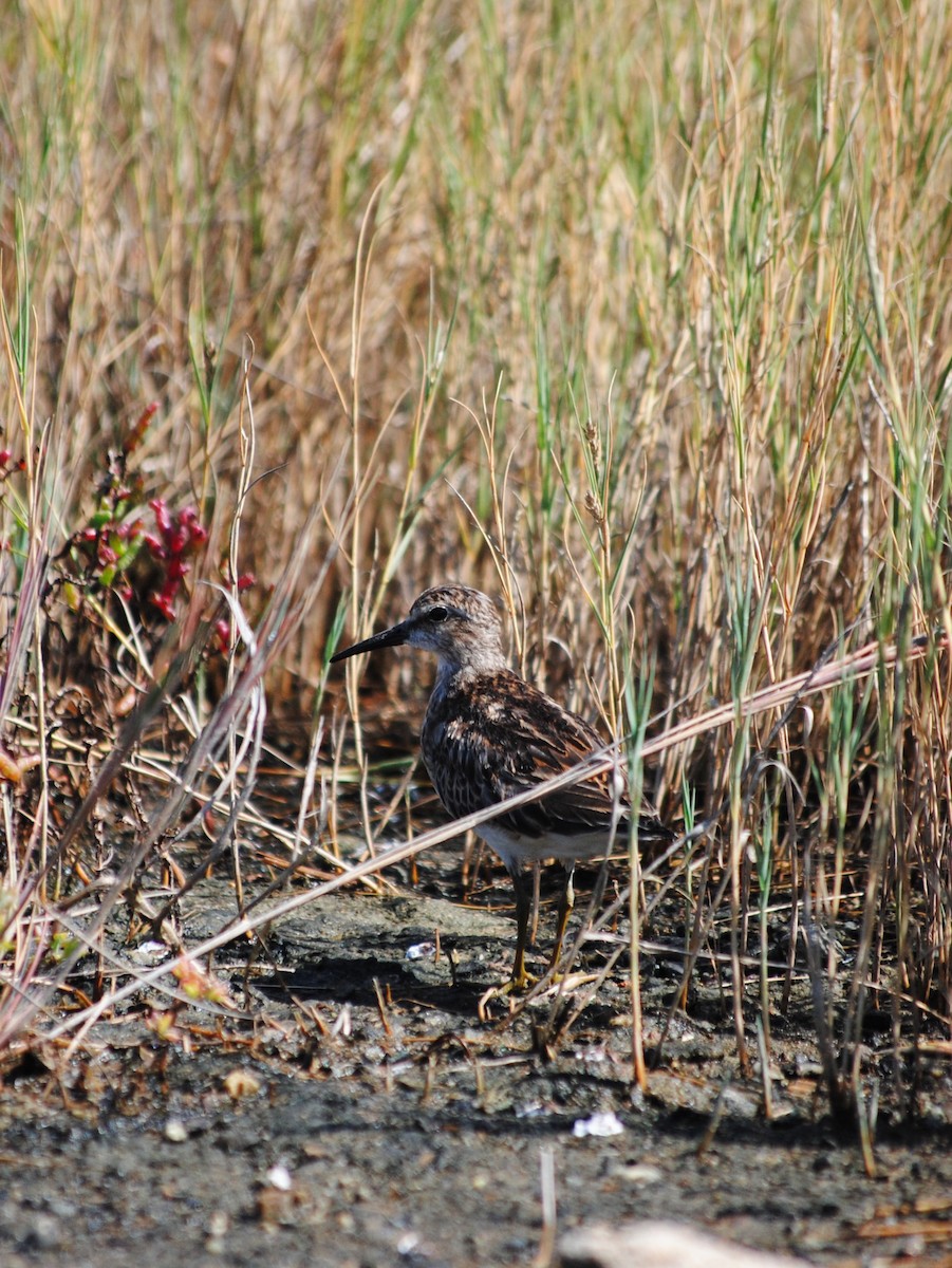 Least Sandpiper - ML642281649