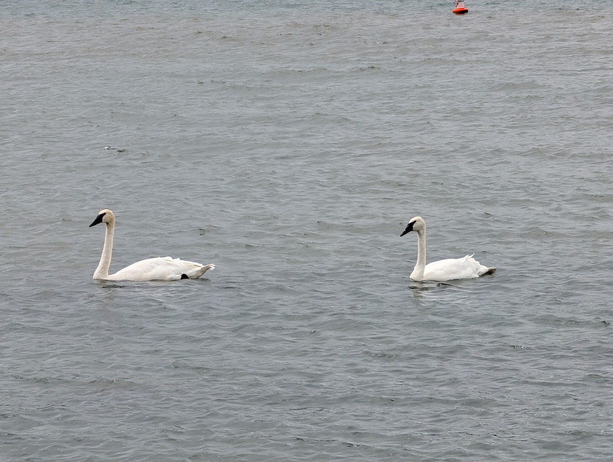 Trompeterschwan - ML642281657