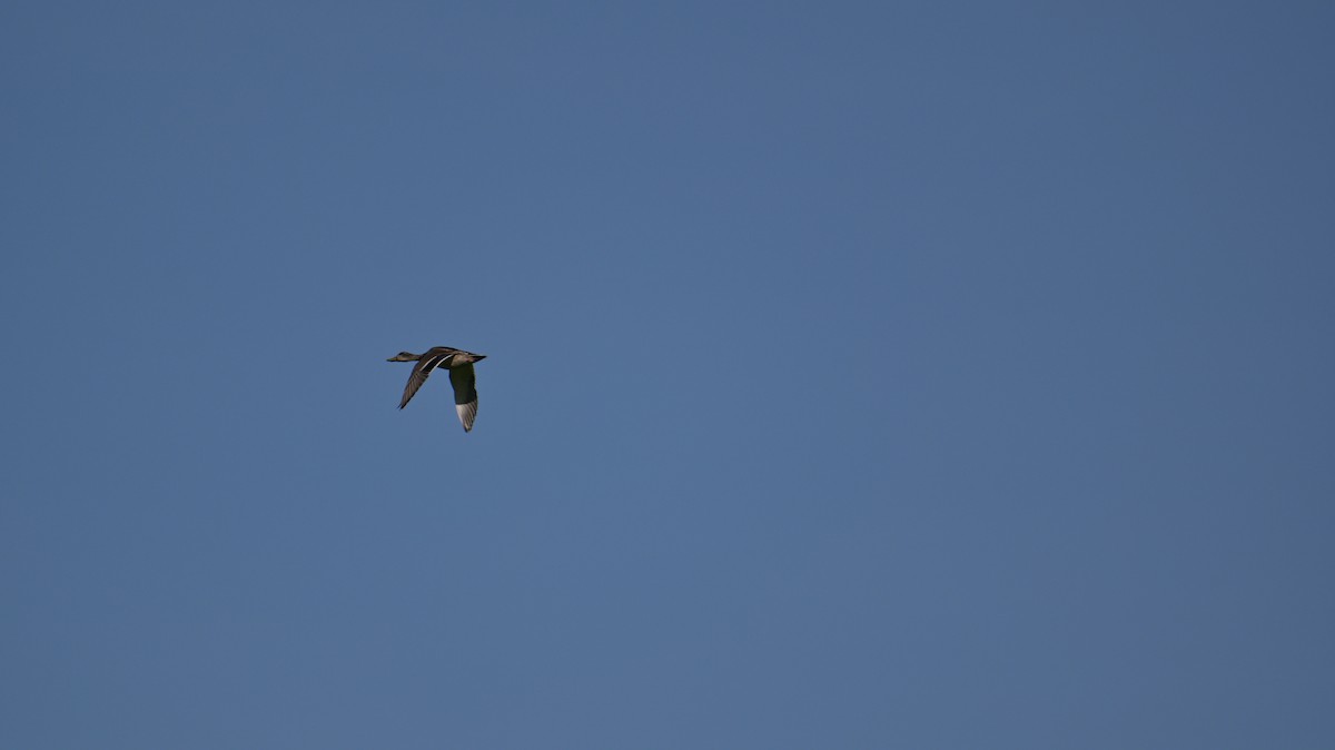 Gadwall - ML642281660