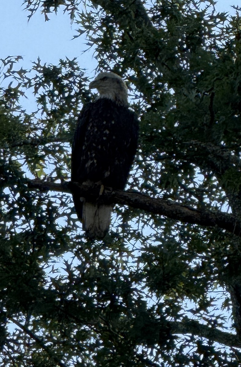 Bald Eagle - ML642281672