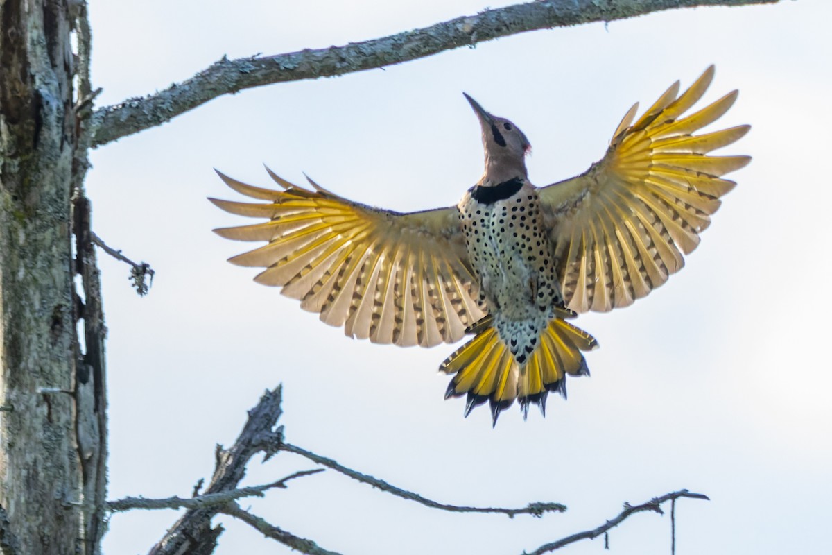 Northern Flicker (Yellow-shafted) - ML642281714