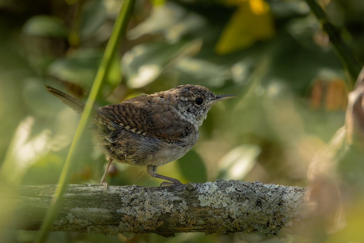 Northern House Wren - ML642281720