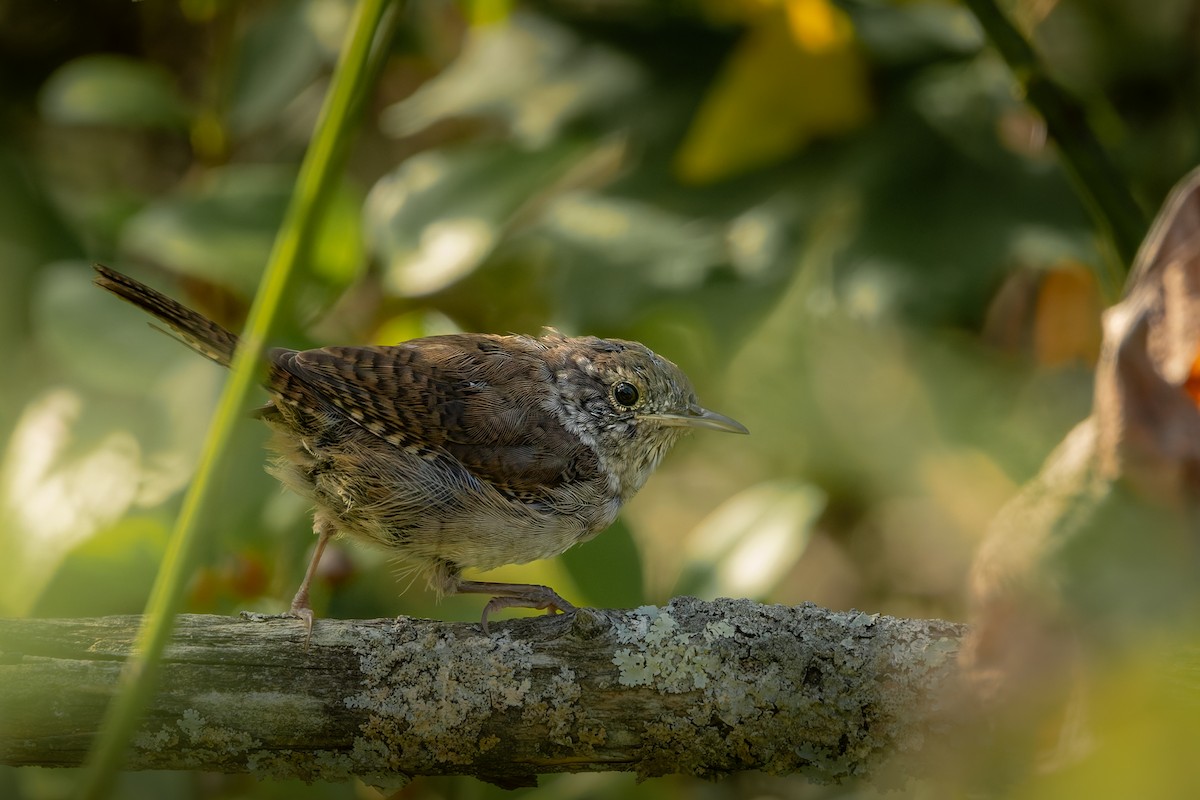 Northern House Wren - ML642281722