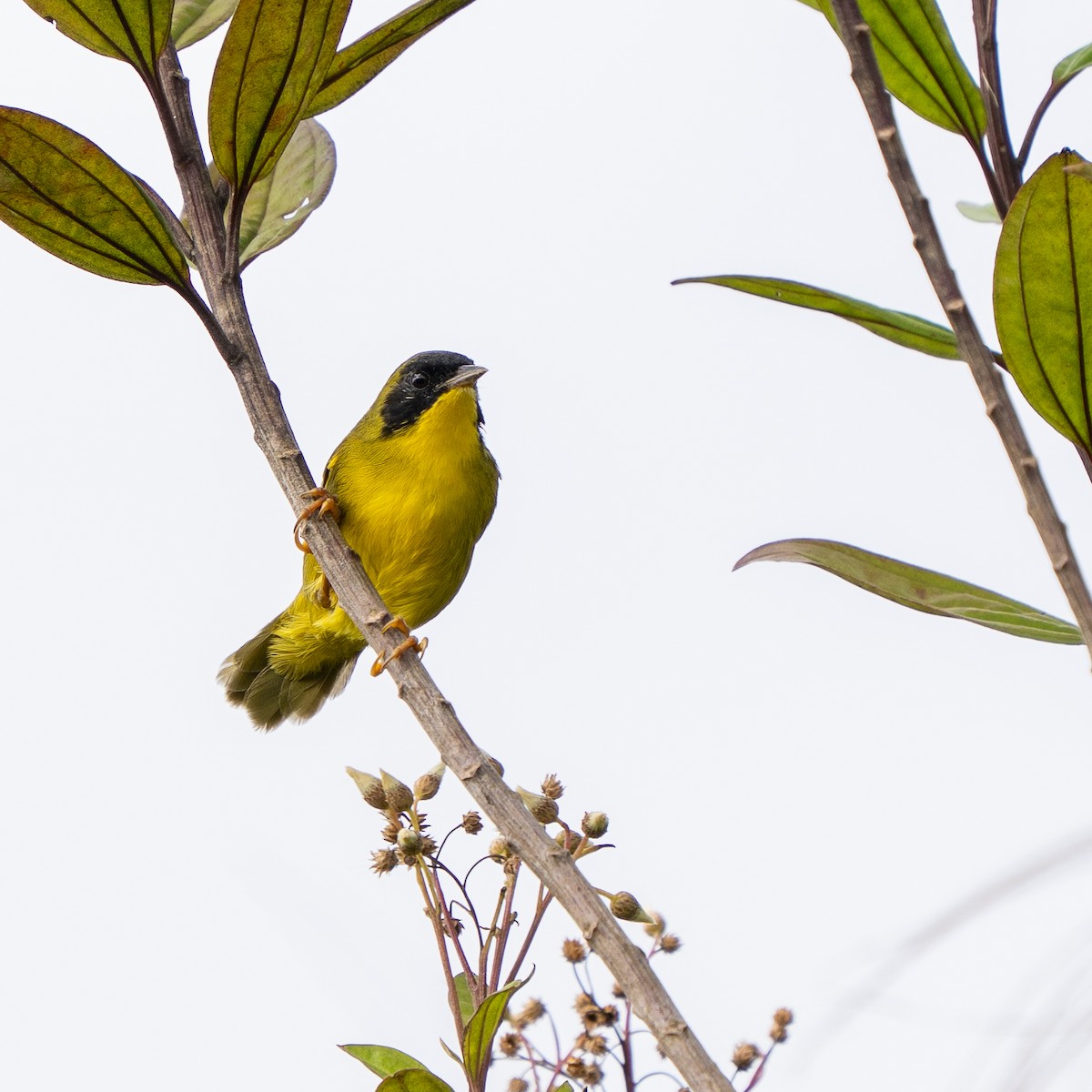 Olive-crowned Yellowthroat - ML642281737
