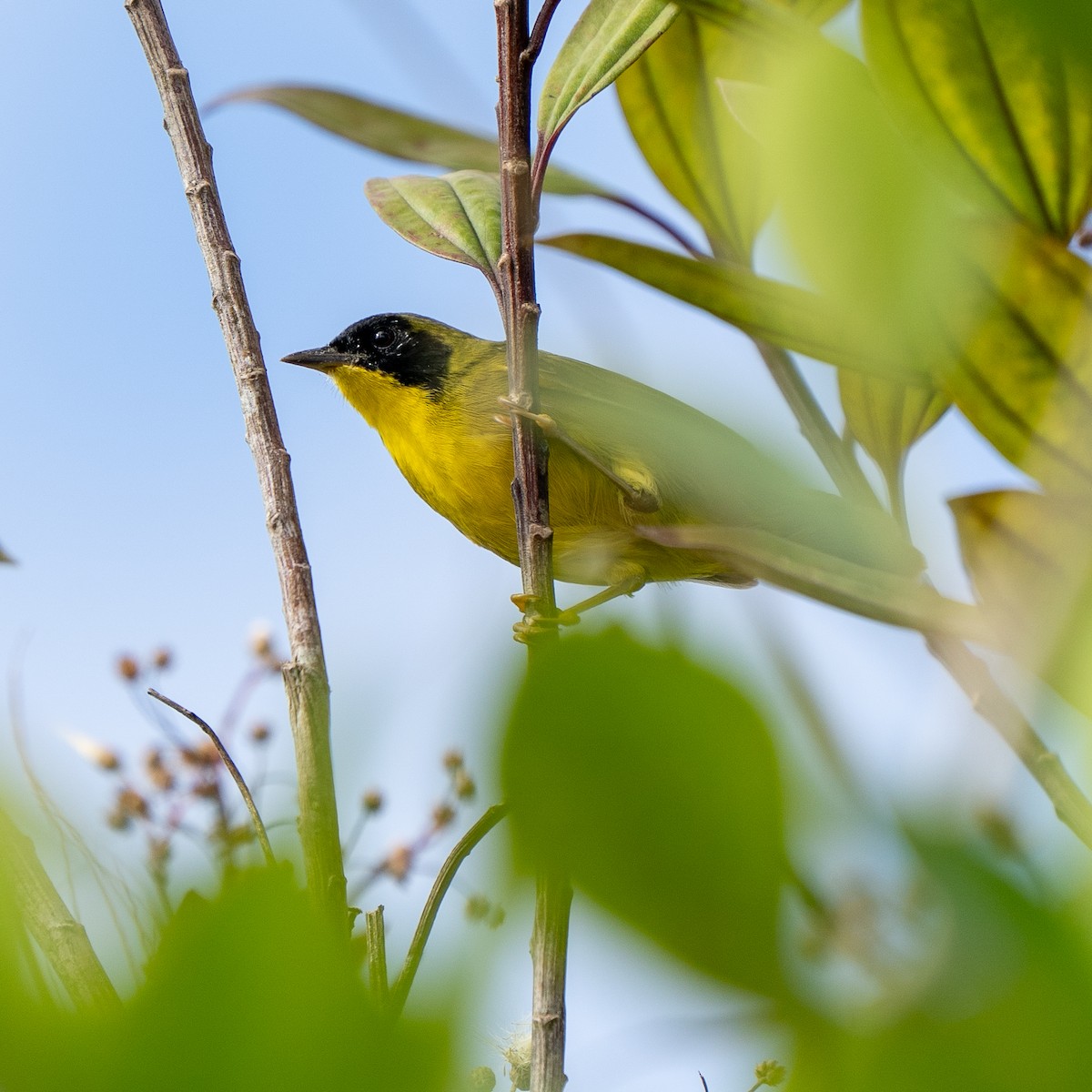 Olive-crowned Yellowthroat - ML642281739