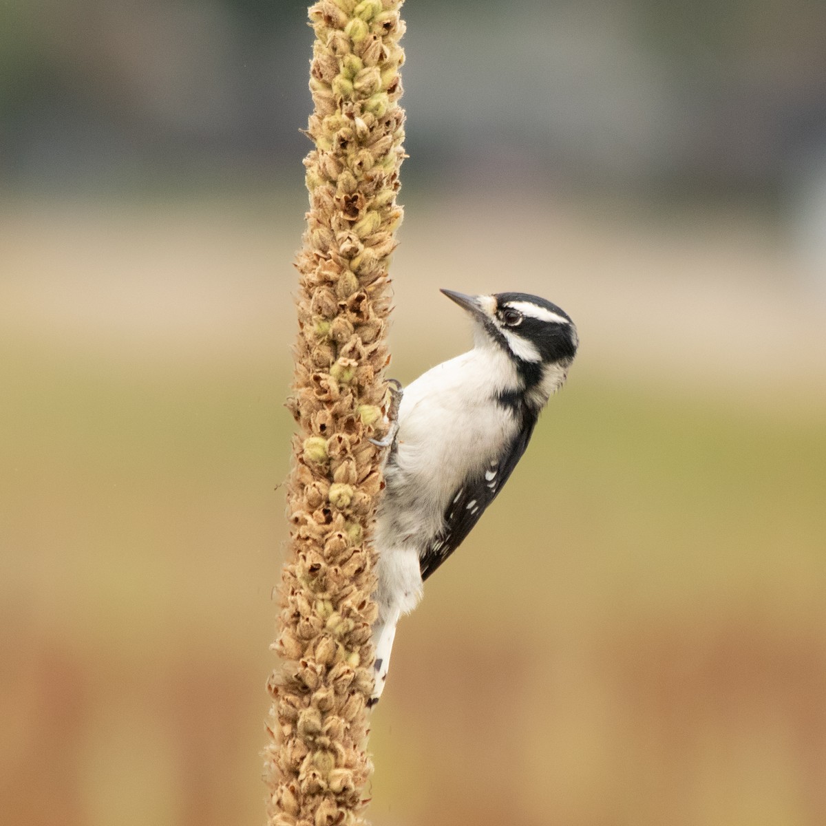 Downy Woodpecker - ML642281761